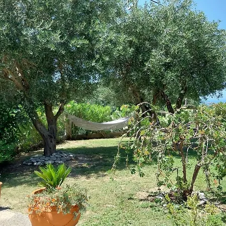 Gecko, Arillas * Kavvadades